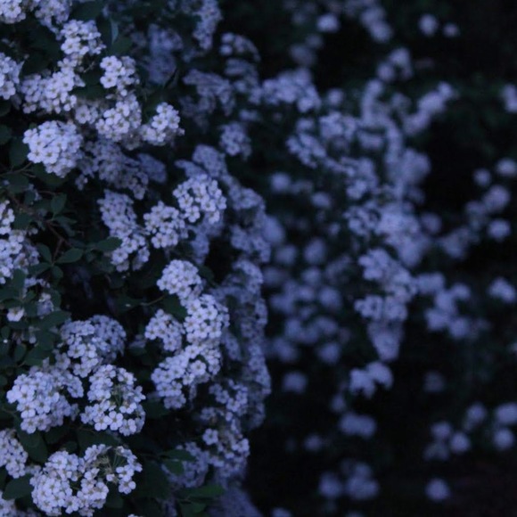 Meet your Posher, Charlotte - Picture 1 of 1